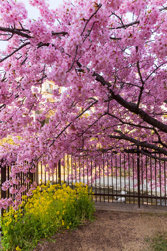 2021桜咲く京都 河津桜の並木道（淀水路）_f0155048_00164404.jpg