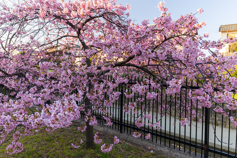2021桜咲く京都 河津桜の並木道（淀水路）_f0155048_00165641.jpg