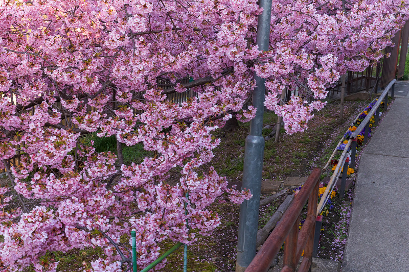 2021桜咲く京都 河津桜の並木道（淀水路）_f0155048_00171416.jpg