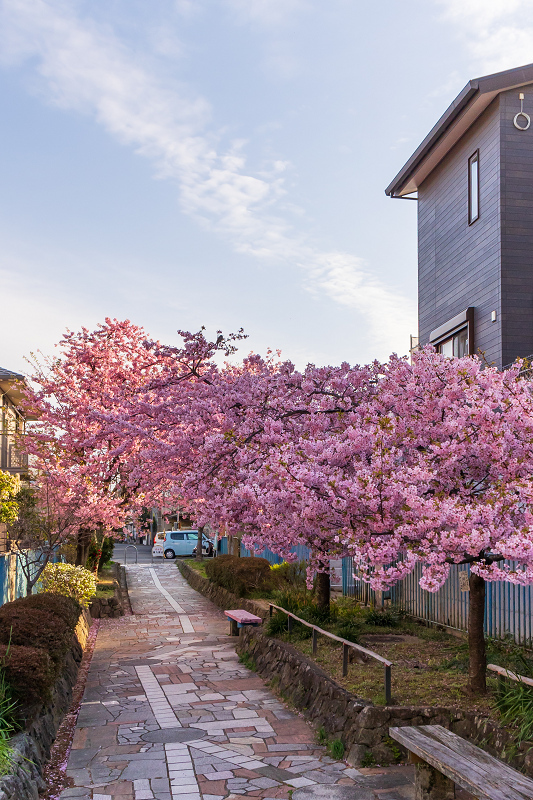 2021桜咲く京都 河津桜の並木道（淀水路）_f0155048_00173514.jpg