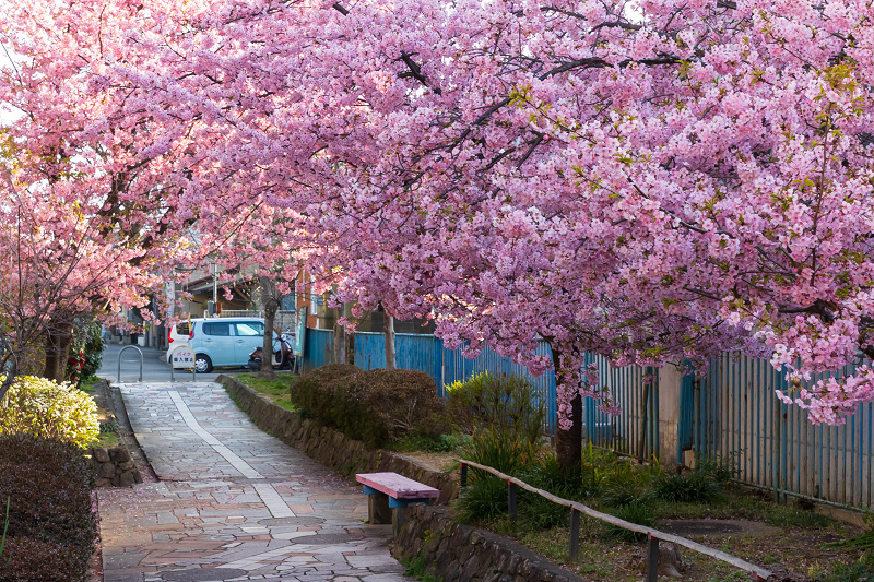 2021桜咲く京都 河津桜の並木道（淀水路）_f0155048_00174510.jpg
