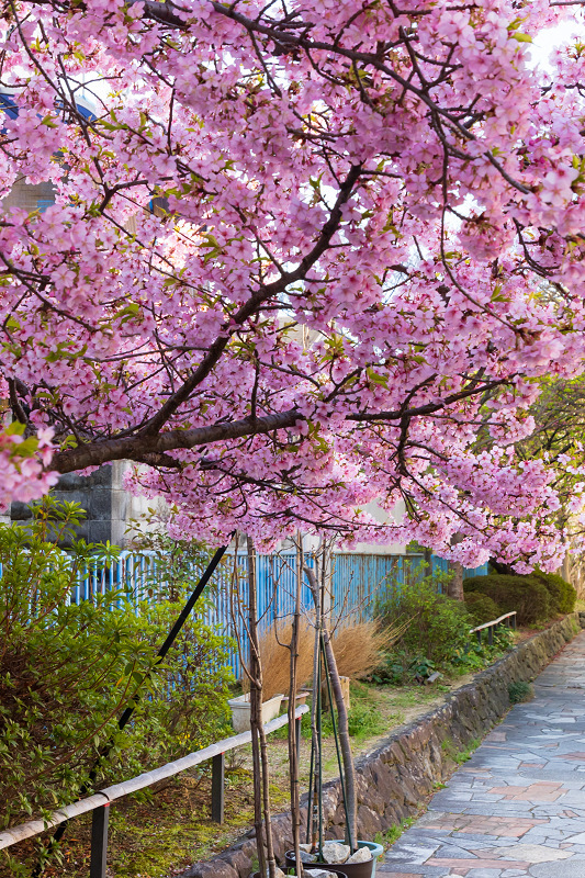 2021桜咲く京都 河津桜の並木道（淀水路）_f0155048_00180970.jpg