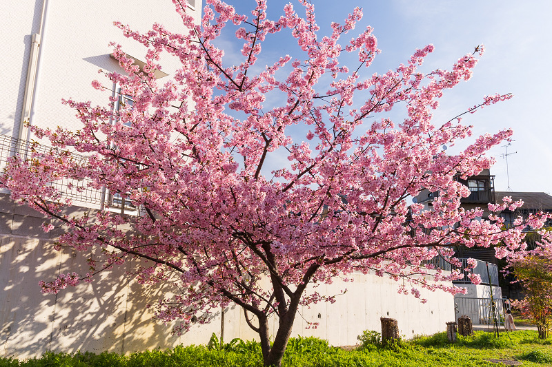 2021桜咲く京都 河津桜の並木道（淀水路）_f0155048_00182311.jpg