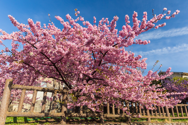 2021桜咲く京都 河津桜の並木道（淀水路）_f0155048_00184847.jpg