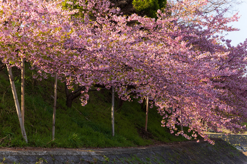 2021桜咲く京都 河津桜の並木道（淀水路）_f0155048_00185642.jpg