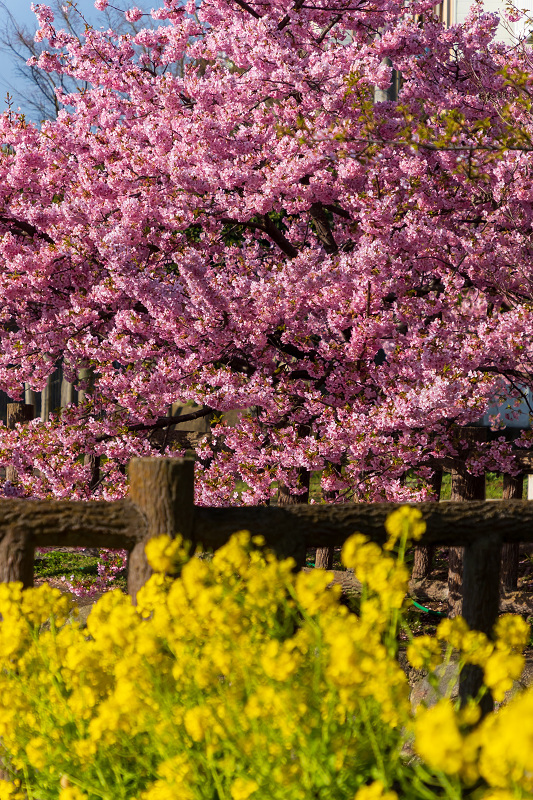 2021桜咲く京都 河津桜の並木道（淀水路）_f0155048_00190737.jpg