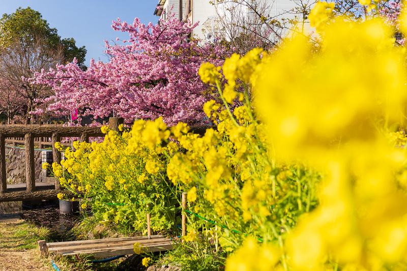 2021桜咲く京都 河津桜の並木道（淀水路）_f0155048_00191229.jpg
