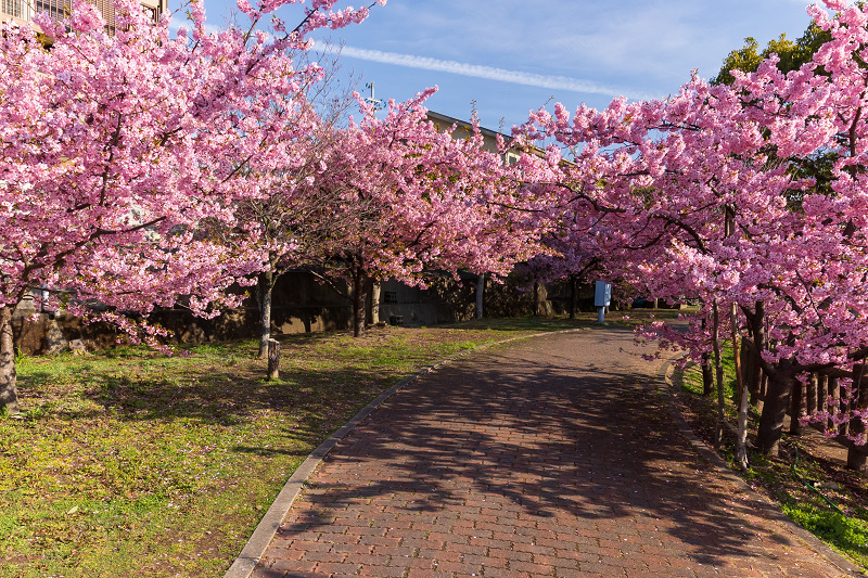 2021桜咲く京都 河津桜の並木道（淀水路）_f0155048_00192734.jpg