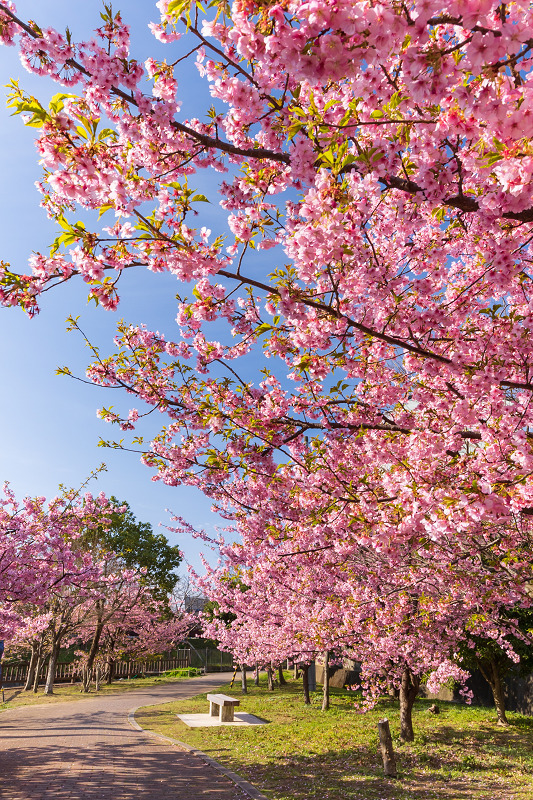 2021桜咲く京都 河津桜の並木道（淀水路）_f0155048_00195579.jpg