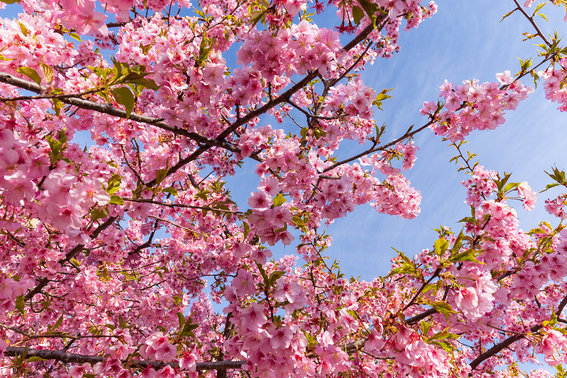 2021桜咲く京都 河津桜の並木道（淀水路）_f0155048_00202947.jpg