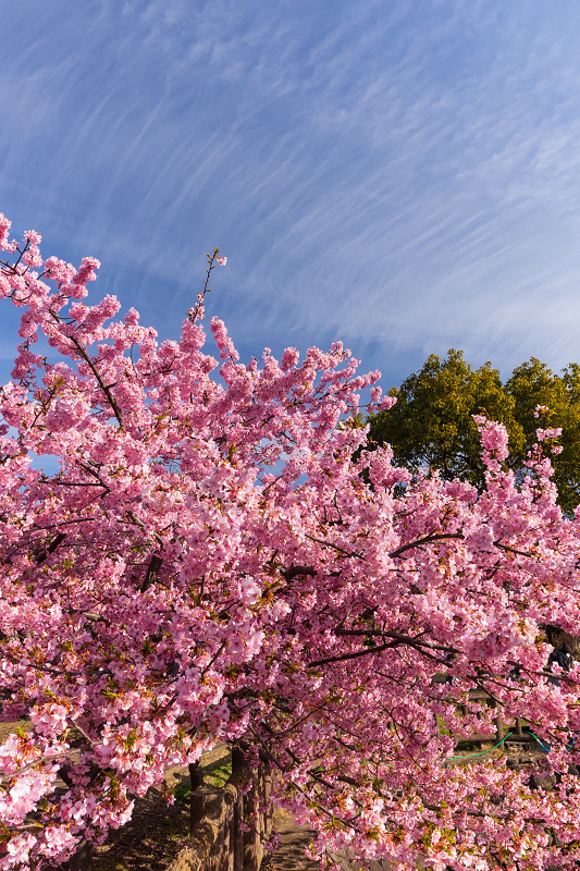 2021桜咲く京都 河津桜の並木道（淀水路）_f0155048_00203359.jpg