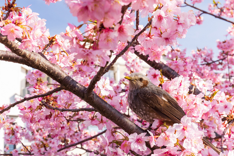 2021桜咲く京都 河津桜の並木道（淀水路）_f0155048_00210469.jpg