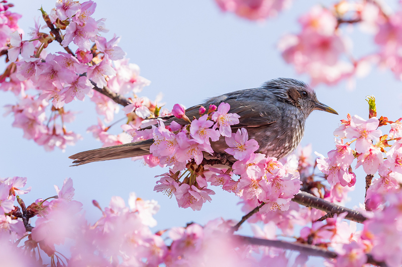 2021桜咲く京都 河津桜の並木道（淀水路）_f0155048_00211813.jpg