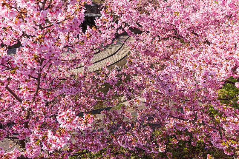 2021桜咲く京都 河津桜の並木道（淀水路）_f0155048_00212956.jpg