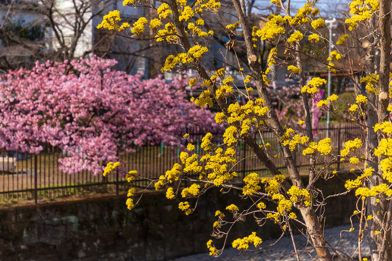 2021桜咲く京都 河津桜の並木道（淀水路）_f0155048_00214658.jpg