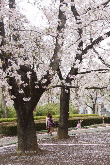 桜散る日に 風の彩りー3 桜散る日に 風の彩りー3