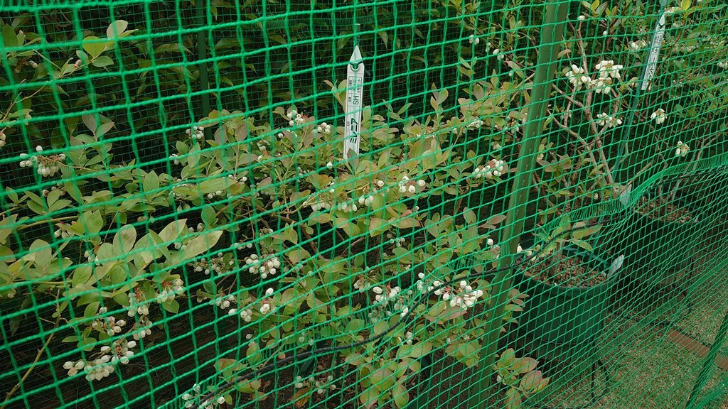 2021 鉢植えブルーベリーの開花とクロマルハナバチ in 広島市_d0358272_22023834.jpg