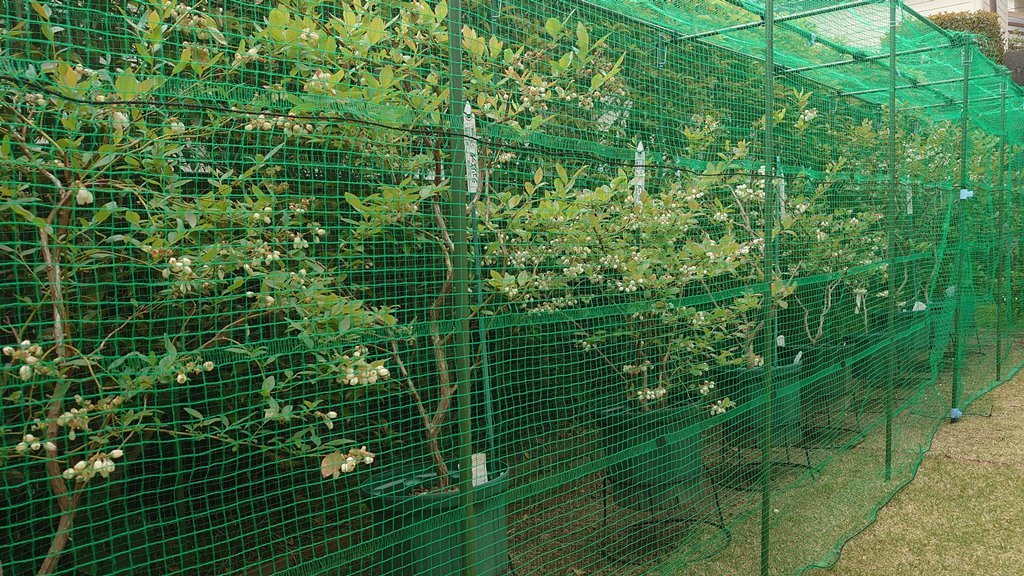 2021 鉢植えブルーベリーの開花とクロマルハナバチ in 広島市_d0358272_22024956.jpg