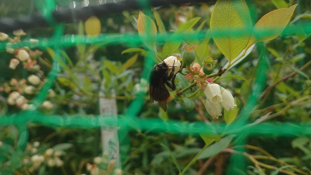 2021 鉢植えブルーベリーの開花とクロマルハナバチ in 広島市_d0358272_22034987.jpg