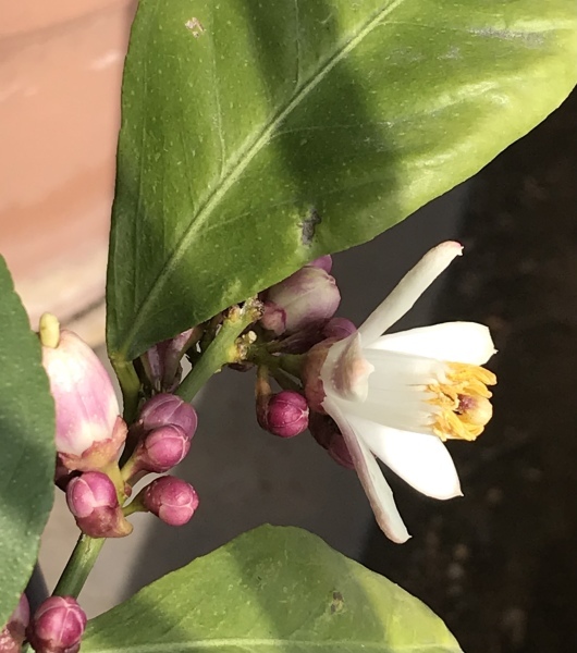 ベランダのレモンの花１号と仲間たち 青山ぱせり日記
