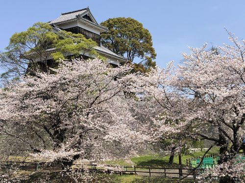 熊本城　桜満開_f0059498_16465807.jpg