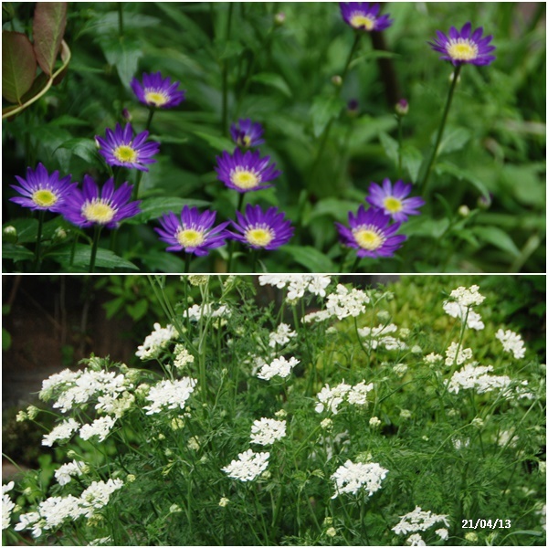 娘達と買い物・畑・庭の花_c0051105_15294151.jpg