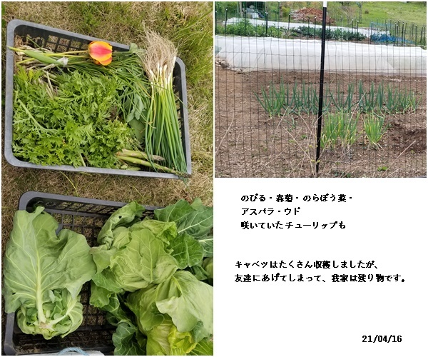 娘達と買い物・畑・庭の花_c0051105_22152530.jpg