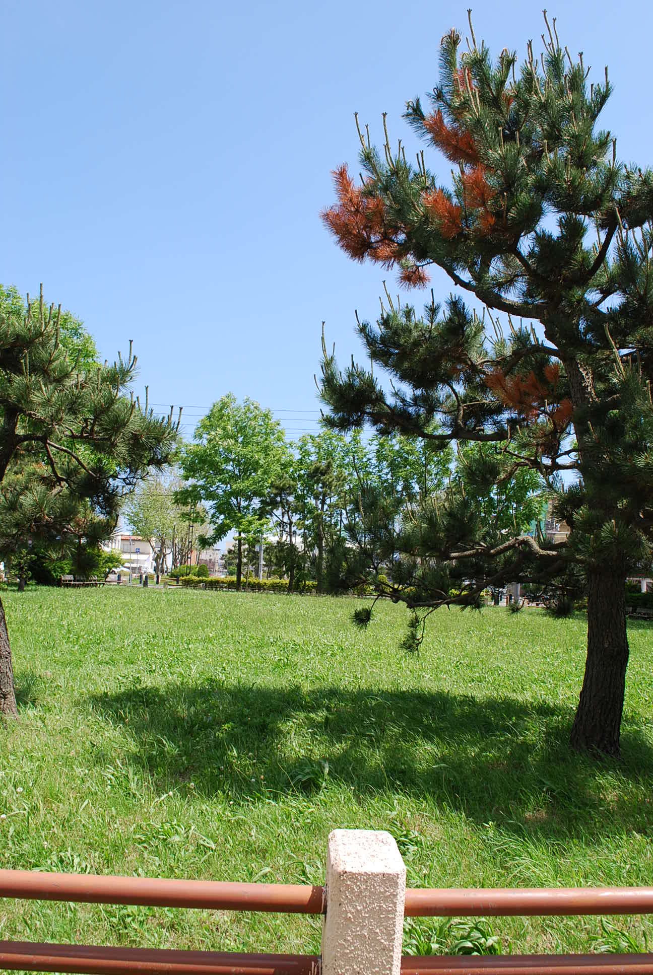 昭和9年函館大火と建築家・関根要太郎の活動について・4_f0142606_18274152.jpg