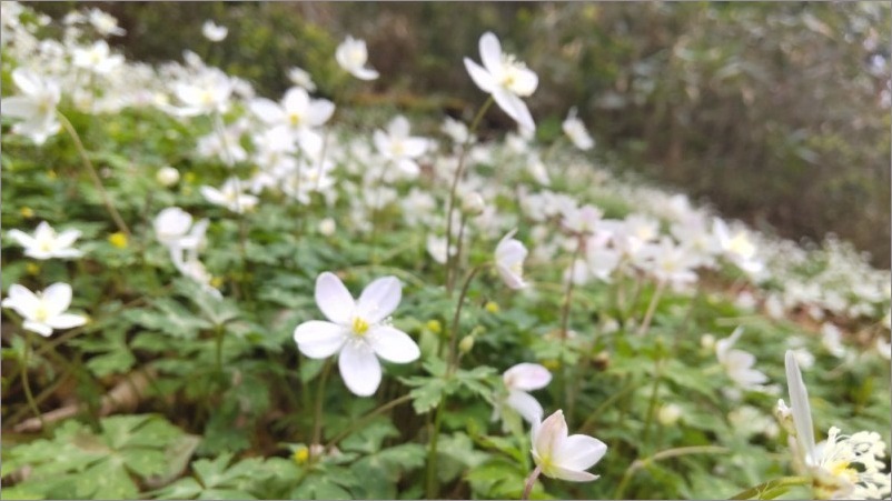 筑波山 春の花巡り 茨城県つくば Au Bon Gout Journal
