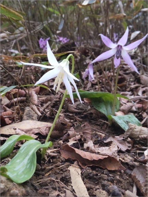 筑波山 春の花巡り 茨城県つくば Au Bon Gout Journal 筑波山 春の花巡り 茨城県つくば Au Bon Gout Journal