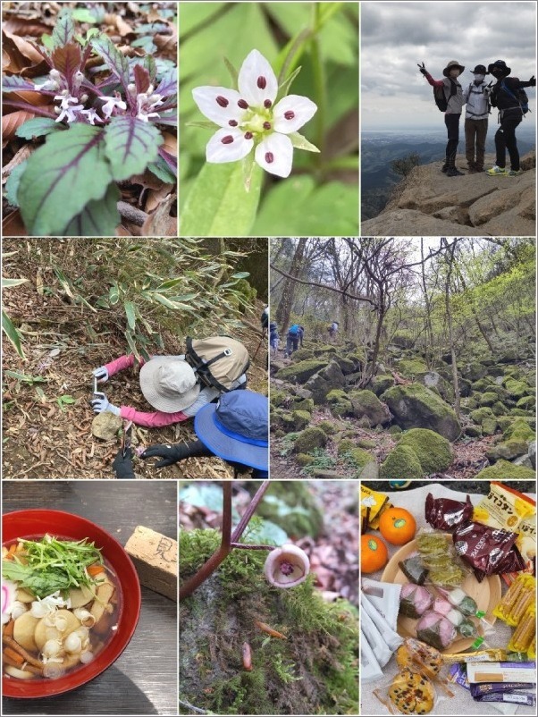 筑波山 春の花巡り 茨城県つくば Au Bon Gout Journal