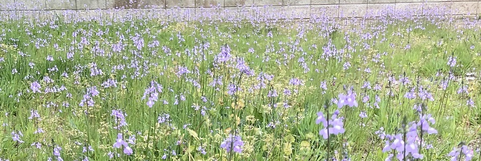 その花の名は 大西晶子 南の魚座 福岡短歌日乗