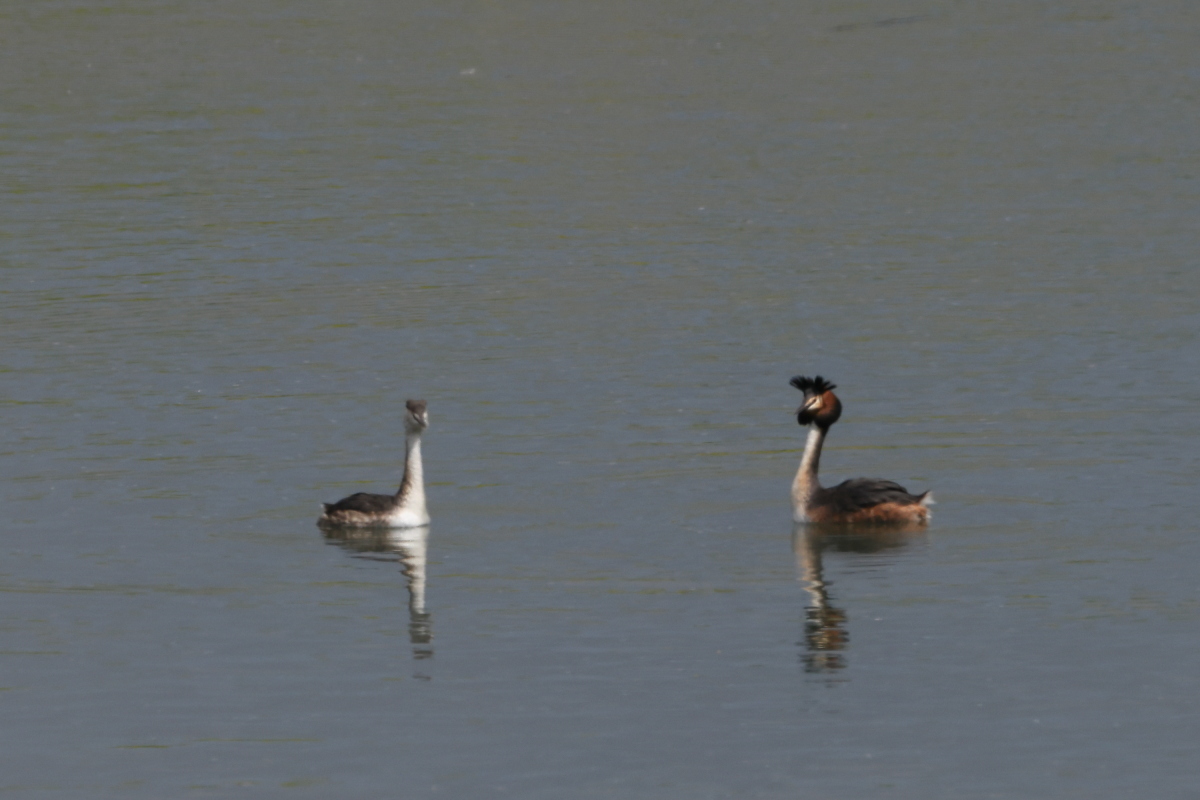 夏羽の カンムリカイツブリ 春の水面_f0369315_20095721.jpg