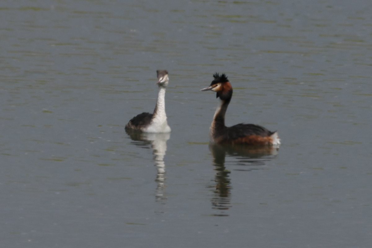 夏羽の カンムリカイツブリ 春の水面_f0369315_20095759.jpg