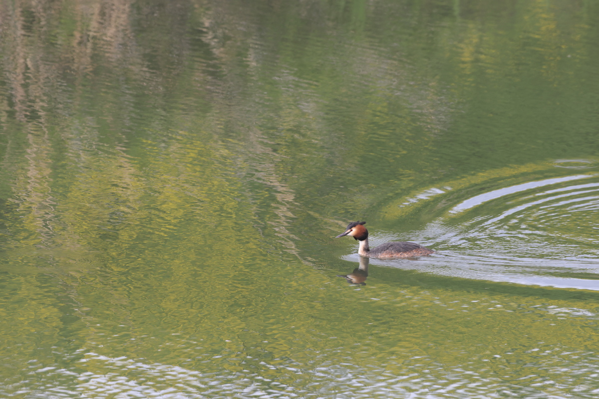 夏羽の カンムリカイツブリ 春の水面_f0369315_20095766.jpg