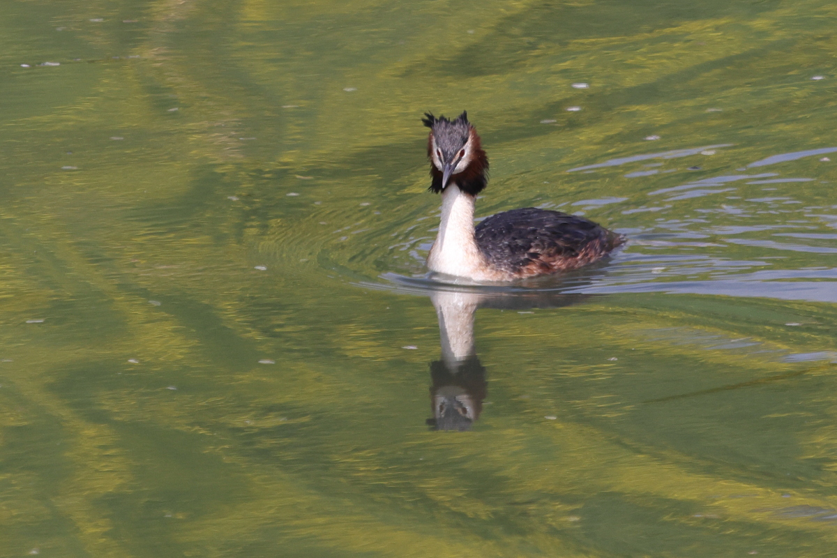 夏羽の カンムリカイツブリ 春の水面_f0369315_20095855.jpg