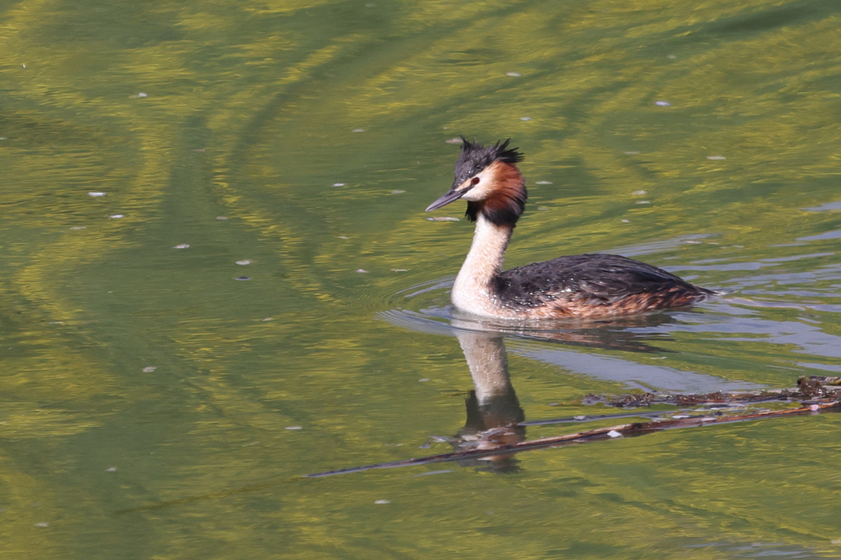 夏羽の カンムリカイツブリ 春の水面_f0369315_20095870.jpg