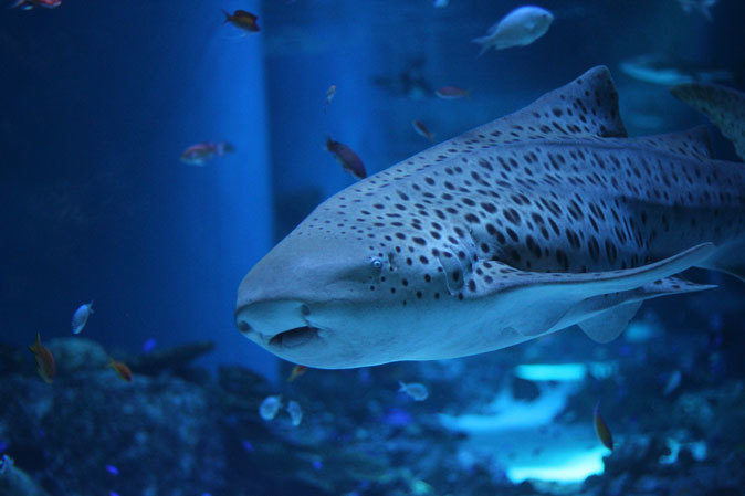 アクアパーク品川:サメ水槽のサメたちとサンゴ礁の魚たち~成長途中のキツネベラ_b0355317_21470474.jpg