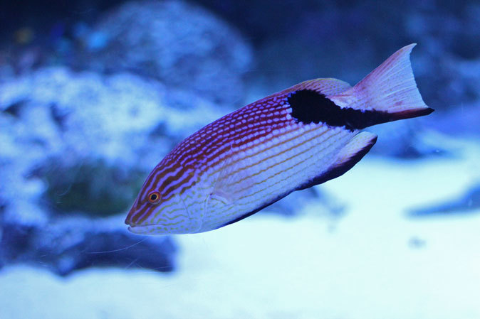 アクアパーク品川:サメ水槽のサメたちとサンゴ礁の魚たち~成長途中のキツネベラ_b0355317_21515341.jpg