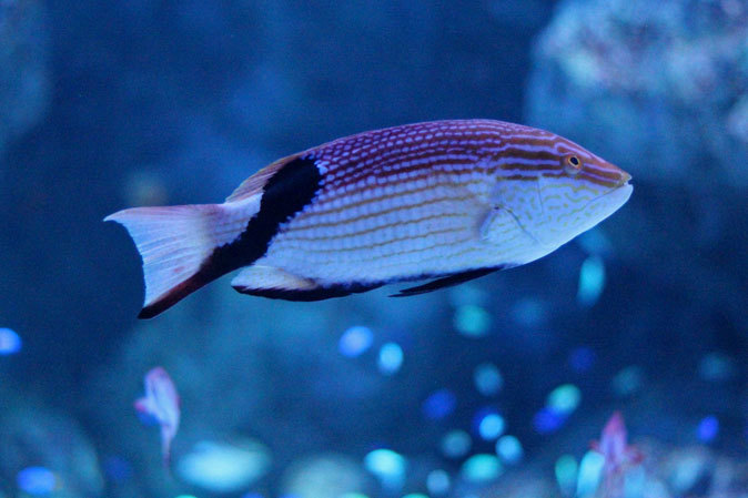 アクアパーク品川:サメ水槽のサメたちとサンゴ礁の魚たち~成長途中のキツネベラ_b0355317_21530871.jpg