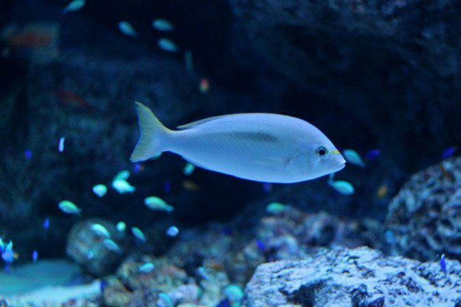 アクアパーク品川:サメ水槽のサメたちとサンゴ礁の魚たち~成長途中のキツネベラ_b0355317_22001254.jpg