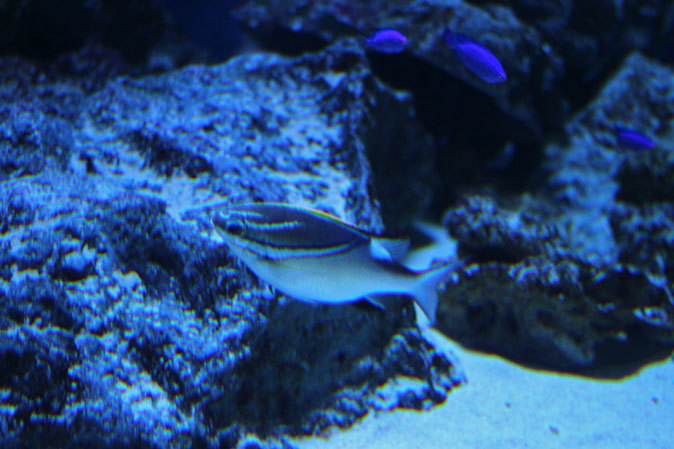 アクアパーク品川:サメ水槽のサメたちとサンゴ礁の魚たち~成長途中のキツネベラ_b0355317_22074804.jpg