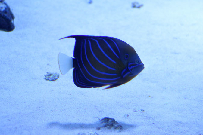 アクアパーク品川:サメ水槽のサメたちとサンゴ礁の魚たち~成長途中のキツネベラ_b0355317_22084043.jpg