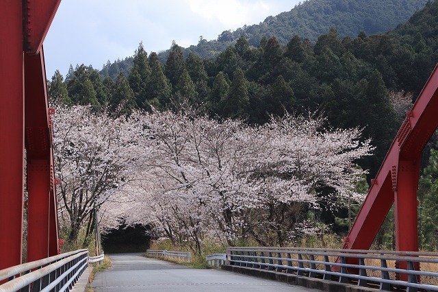 大台町さくら巡り(その6)(撮影:3月27日)_e0321325_09574740.jpg