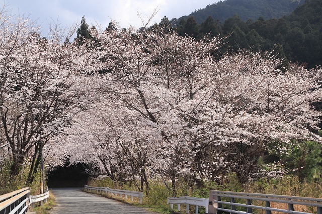 大台町さくら巡り(その6)(撮影:3月27日)_e0321325_09575937.jpg