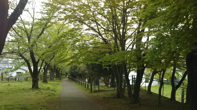 新緑からエネルギーをいただく_c0155326_07534805.jpg