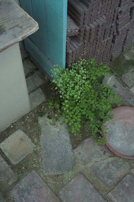 花に嵐_a0384327_22101331.jpg