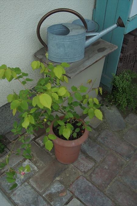 花に嵐_a0384327_22115415.jpg