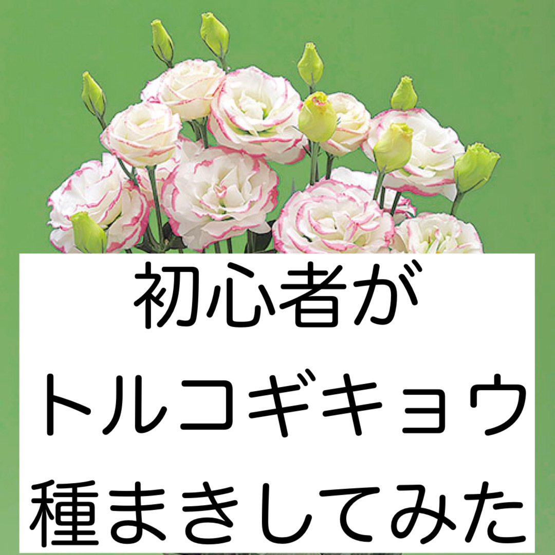 さとう花卉苑 さとう花卉苑