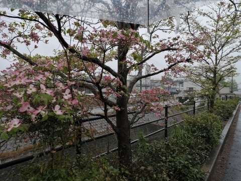 吉備の玉しま_b0007835_09595132.jpg